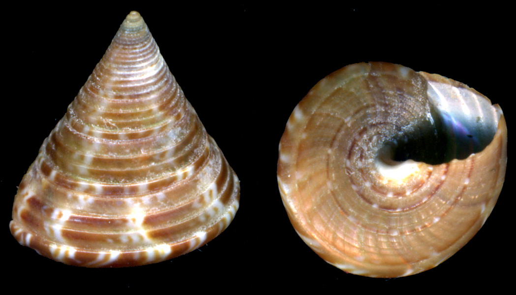 Calliostoma laugeri